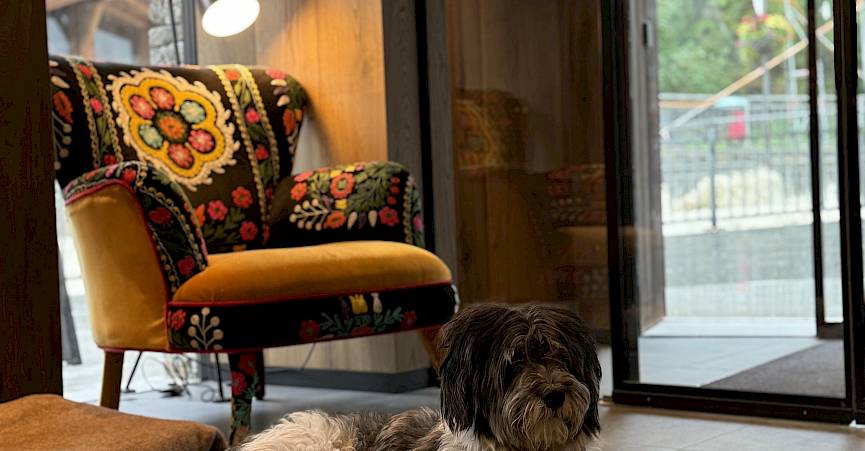 A dog lies relaxed on the floor of a cozy room with a colorful armchair.