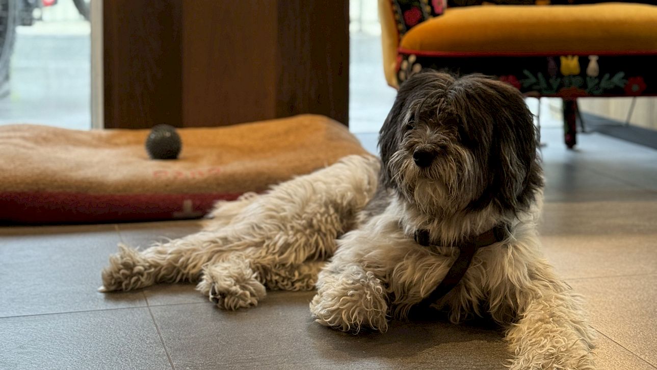 Un chien moelleux est allongé détendu sur le sol à côté d'un lit et d'un fauteuil coloré.