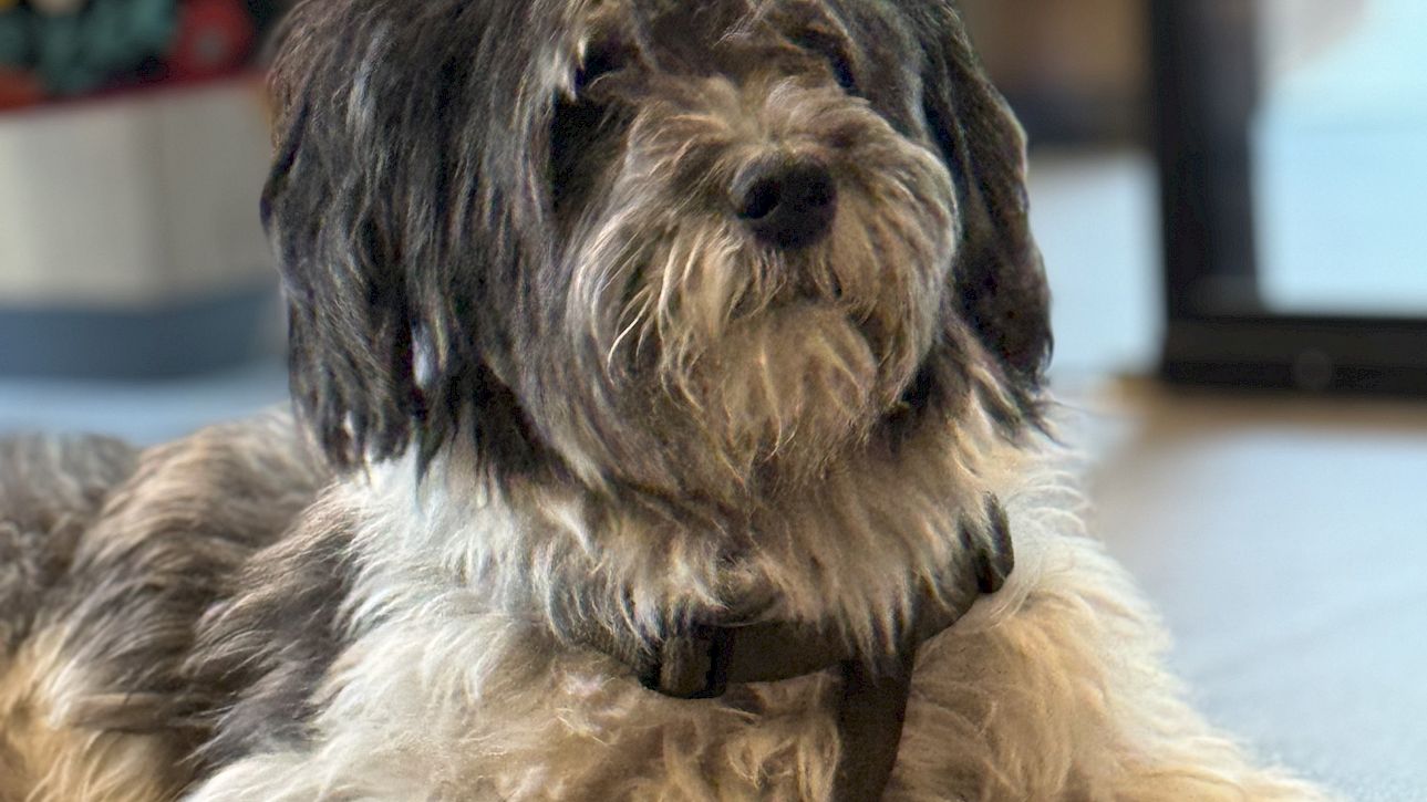 Un chien hirsute repose détendu sur un sol intérieur.