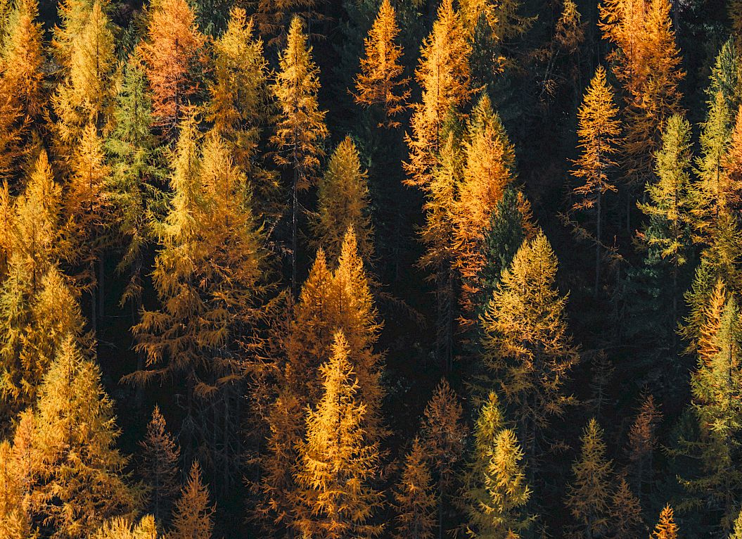 Forêt de conifères automnale, vue aérienne des arbres dans des tons d'orange et de vert variés.
